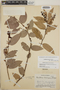 Gaultheria erecta image
