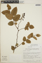 Gaultheria erecta image