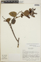 Gaultheria erecta image