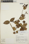 Gaultheria erecta image