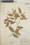 Gaultheria erecta image