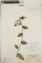 Gaultheria erecta image