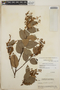 Gaultheria erecta image