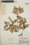 Gaultheria erecta image