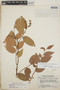 Gaultheria erecta image