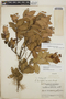 Gaultheria erecta image