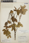 Gaultheria erecta image