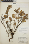 Gaultheria erecta image