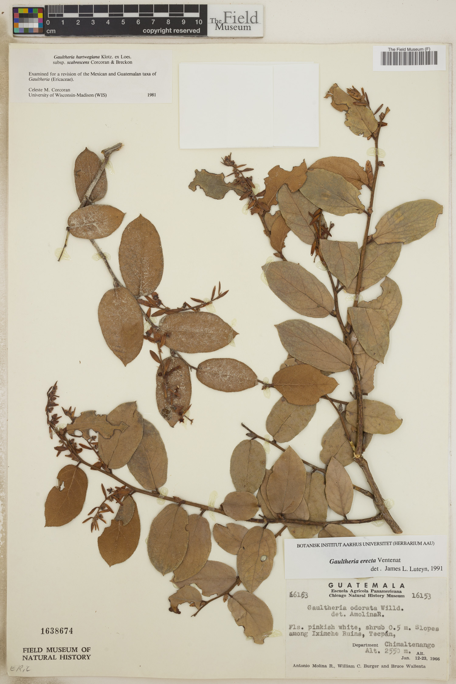 Gaultheria erecta image