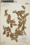 Gaultheria erecta image