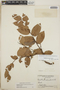 Gaultheria erecta image