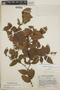 Gaultheria erecta image