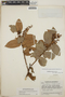Gaultheria erecta image