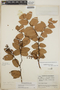 Gaultheria erecta image
