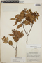 Gaultheria erecta image