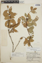 Gaultheria erecta image