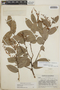 Gaultheria erecta image