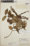Gaultheria erecta image
