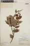 Gaultheria erecta image