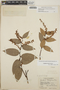 Gaultheria erecta image