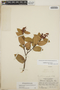 Gaultheria erecta image