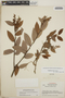 Gaultheria erecta image
