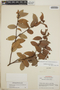 Gaultheria erecta image