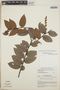 Gaultheria erecta image