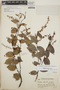 Gaultheria erecta image