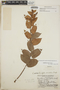 Gaultheria erecta image