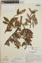 Gaultheria erecta image