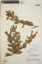 Gaultheria erecta image