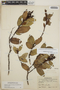 Gaultheria erecta image