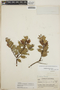 Gaultheria erecta image