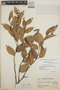 Gaultheria erecta image