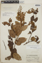 Gaultheria erecta image