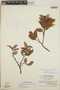 Gaultheria erecta image