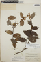 Gaultheria erecta image