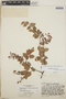 Gaultheria erecta image