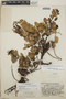 Gaultheria erecta image