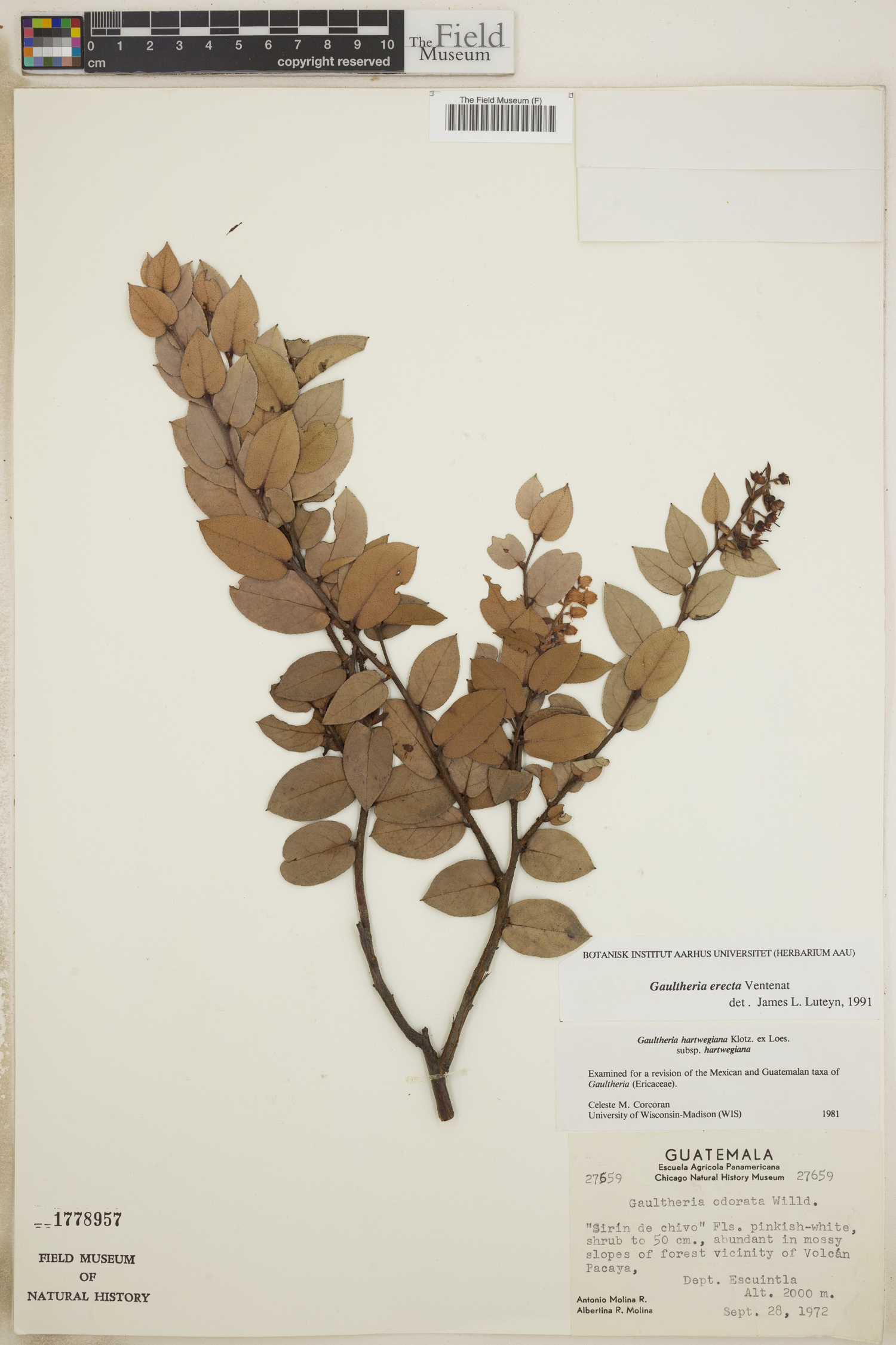 Gaultheria erecta image