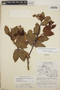 Gaultheria erecta image