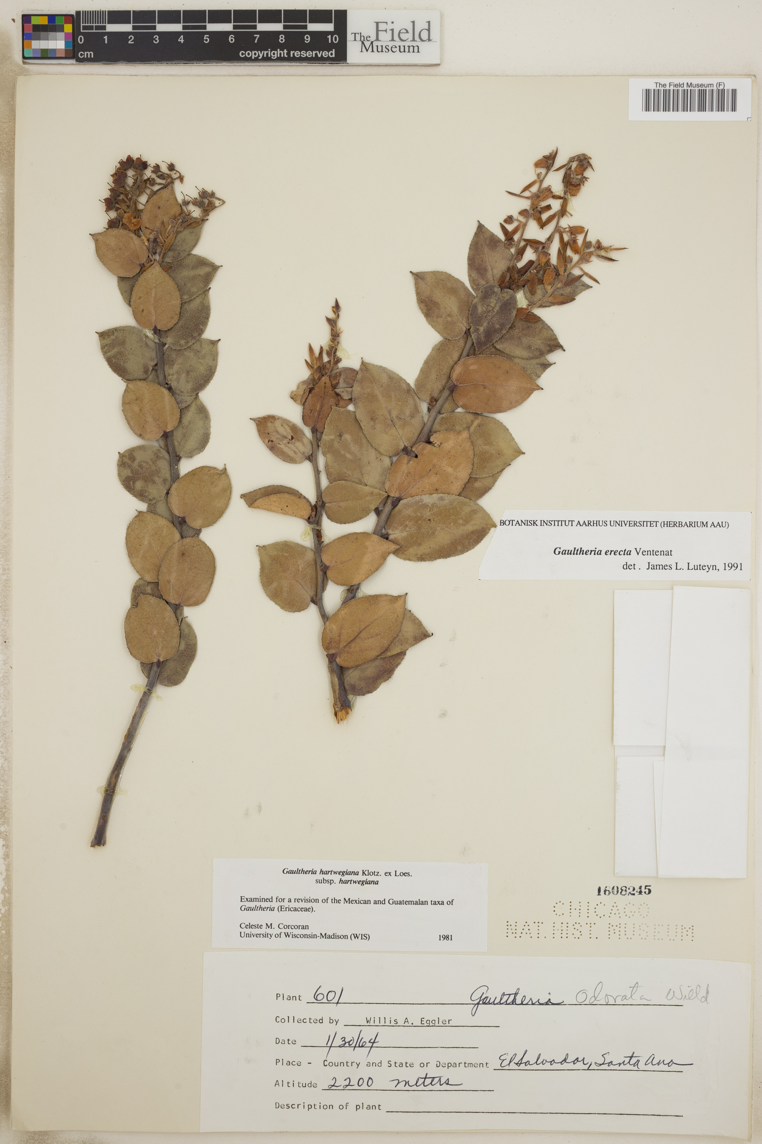 Gaultheria erecta image