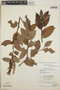 Gaultheria erecta image