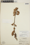Gaultheria erecta image