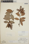 Gaultheria erecta image