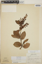Gaultheria erecta image