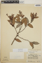 Gaultheria erecta image