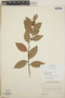 Gaultheria erecta image