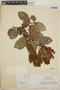 Gaultheria erecta image
